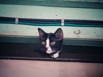 Portrait of black cat on floor