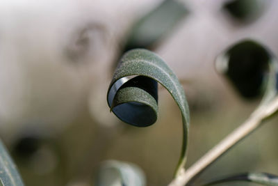 Close-up of plant growing outdoors