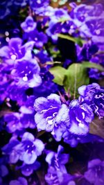 Close-up of purple flowers