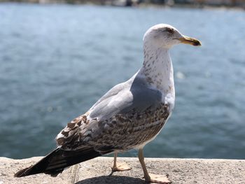 Close-up of seagull perching on a lake