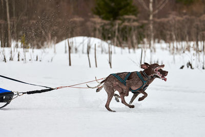 Winter sled dog racing. dog sport sled team competition. pointer dogs pull sled with musher