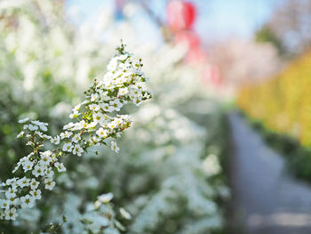 Close-up of white flowering plant