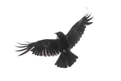 Low angle view of eagle flying in sky