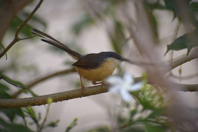 This is a ashy wren -warbler this bird is a resident breeder in the indian subcontinent