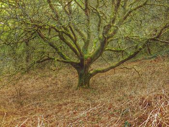 Trees growing in park