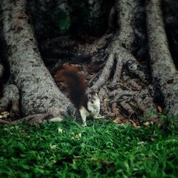 Squirrel on tree trunk