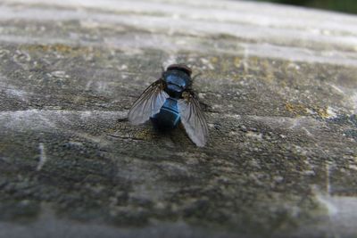 Close-up of housefly