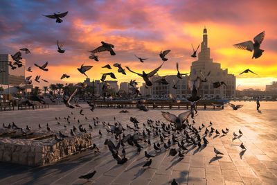 Crowd of pigeon at souq wakif doha, qatar.