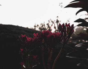 Close-up of red flowering plant against sky