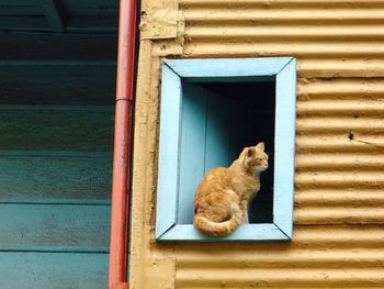 Cat looking through window of building