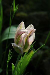 Close-up of white flowers