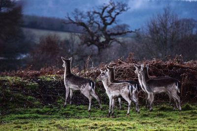 Deer standing in a field