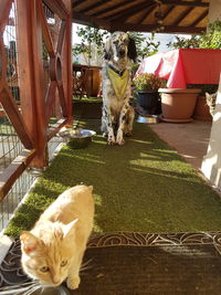 Portrait of dog sitting outdoors