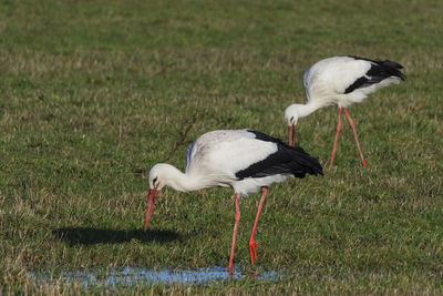 White duck in a field