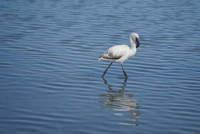 Bird in a lake