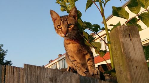 Low angle view of cat by tree against sky