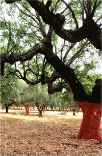 Trees in park