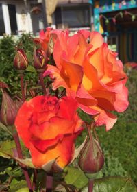 Close-up of red rose blooming