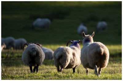 Sheep in a field