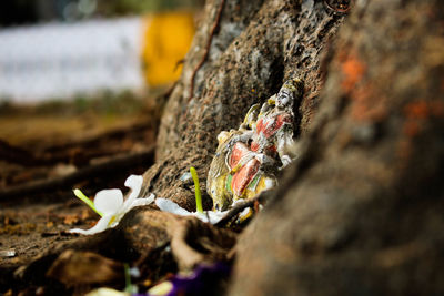 Close-up of insect on tree trunk