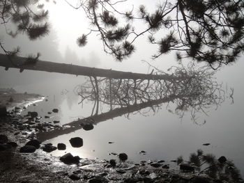 Reflection of trees in calm lake