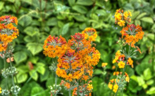 Close-up of orange marigold flowers