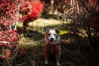 Portrait of dog standing on field