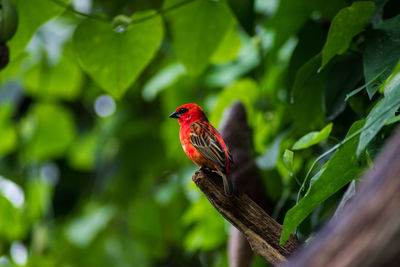 Close-up of red leaves