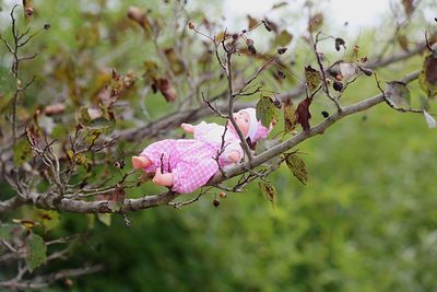 Close-up of pink cherry blossom tree