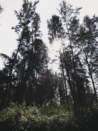 Low angle view of trees in forest against sky