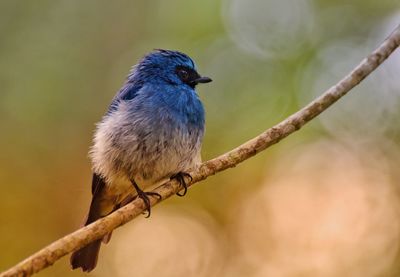 Close-up of bird perching on branch