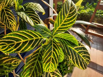 High angle view of potted plant leaves