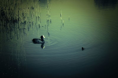 High angle view of ducks swimming in lake