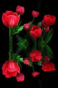 Close-up of pink flowers