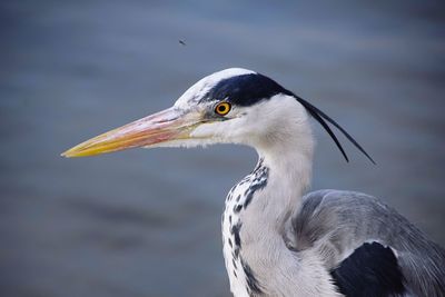 Close-up of gray heron against water