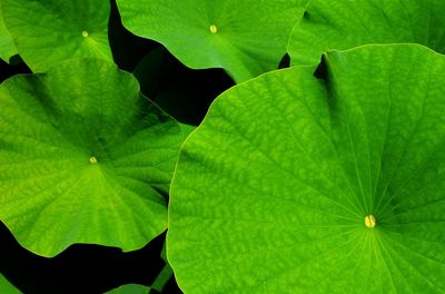 Full frame shot of green leaves growing outdoors