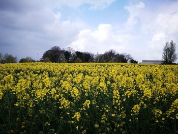 Scenic view of oilseed rape field against sky