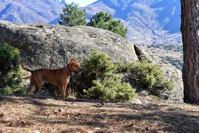 Horse on mountain