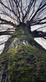 Trees on landscape against sky