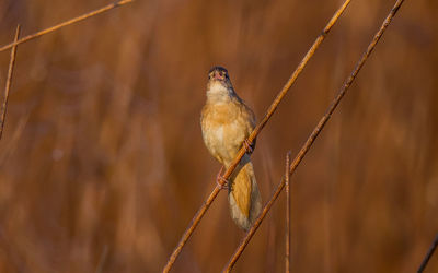 Close-up of bird perching