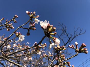 Low angle view of cherry blossom against clear sky