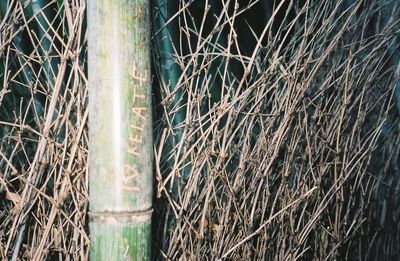 High angle view of bamboo plants on field