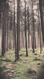 Trees in forest