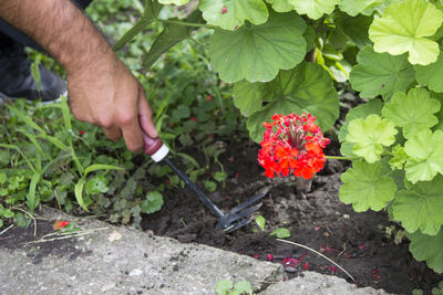 Hand holding flowering plants