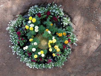 High angle view of flowering plants