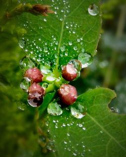 Close-up of drops on leaves