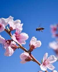 Close-up of bee on pink flower against blue sky