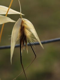 Close-up of dandelion on plant