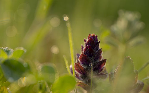 Close-up of young bugleweed covered in morning dew on blurred lime green backdrop