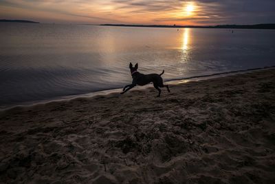 Scenic view of sea at sunset